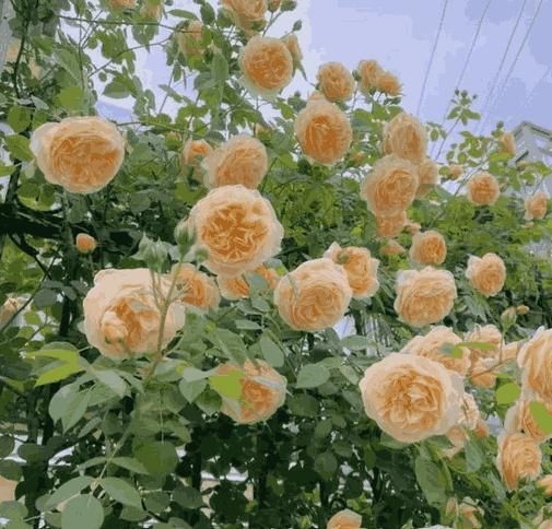 Climbing Rose Seeds(imported) – Grow Beautiful & Vibrant Roses