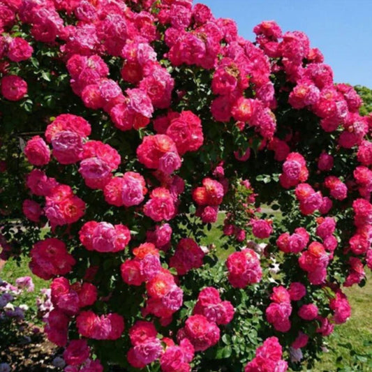 Climbing Rose Seeds(imported) – Grow Beautiful & Vibrant Roses